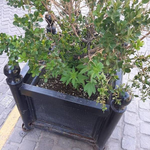 Si la Plantita se Muere es porque nunca la Regaron.....