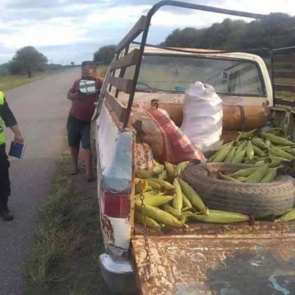 SALTA - Pintaba Humitas, los descubrieron robando choclos y terminaron en cana